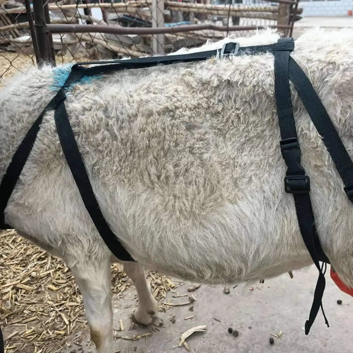 Goat BraUdder Bag For Sheep, Dairy Goat