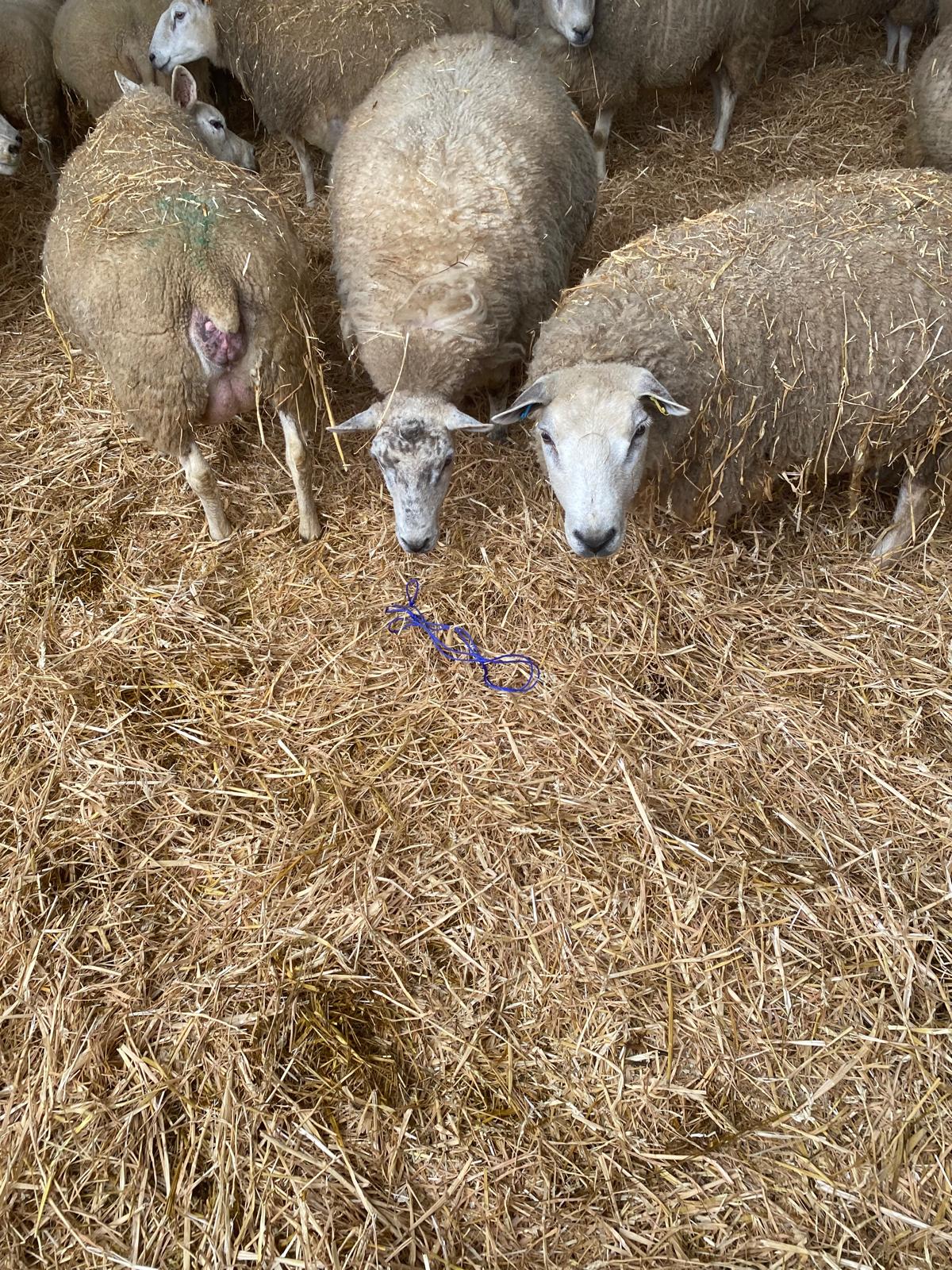 Lambing Ropes