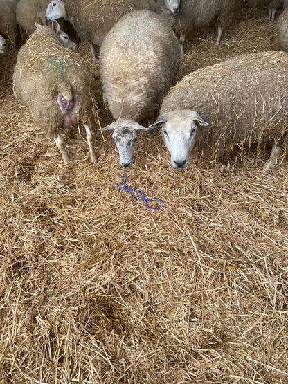 Lambing Ropes