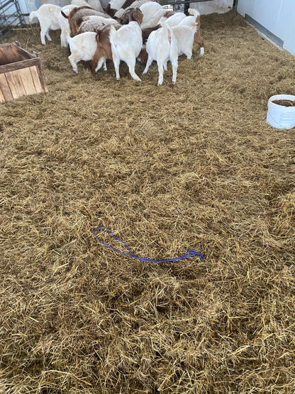 Lambing Ropes