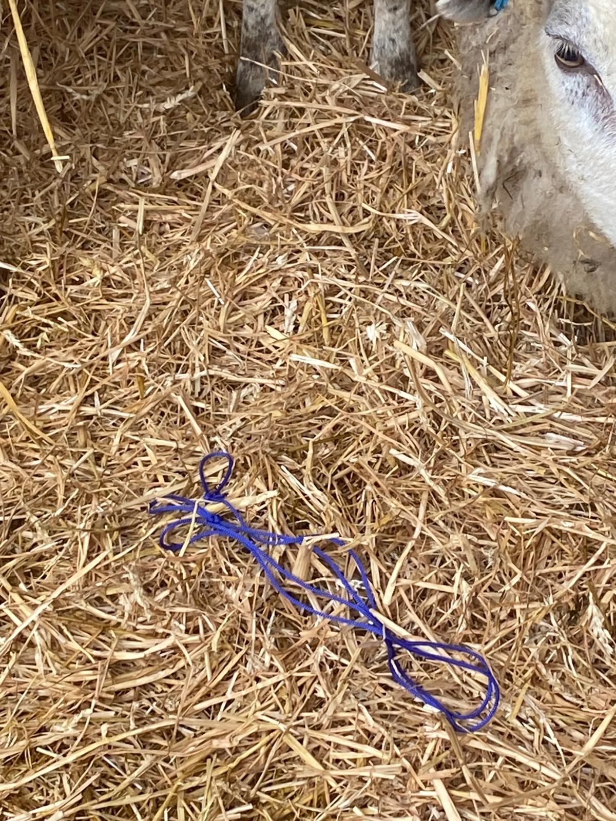 Usinglambing Ropes Lambing Ropes – Boerred