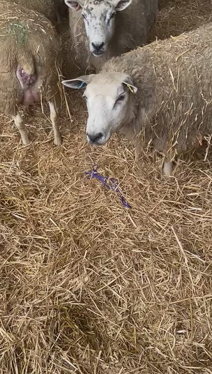 Lambing Ropes