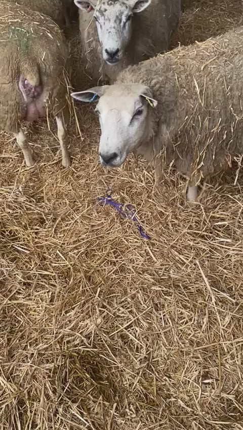 Lambing Ropes